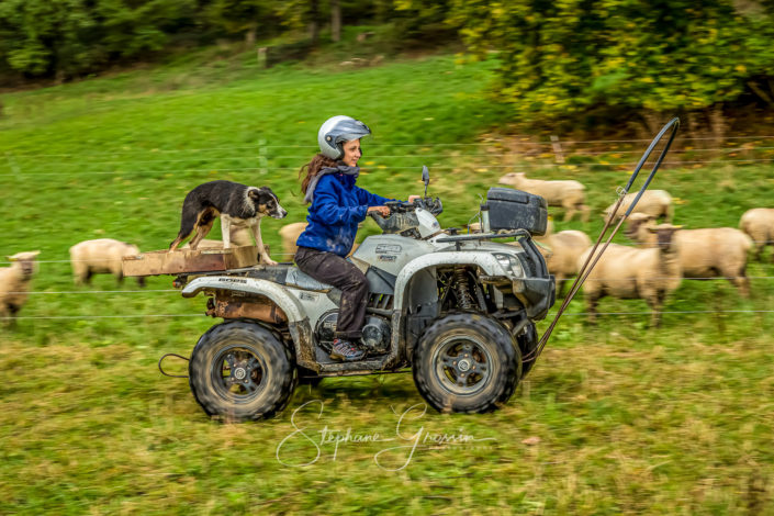 Reportage photo agricole sur l’activité d’un élevage ovin