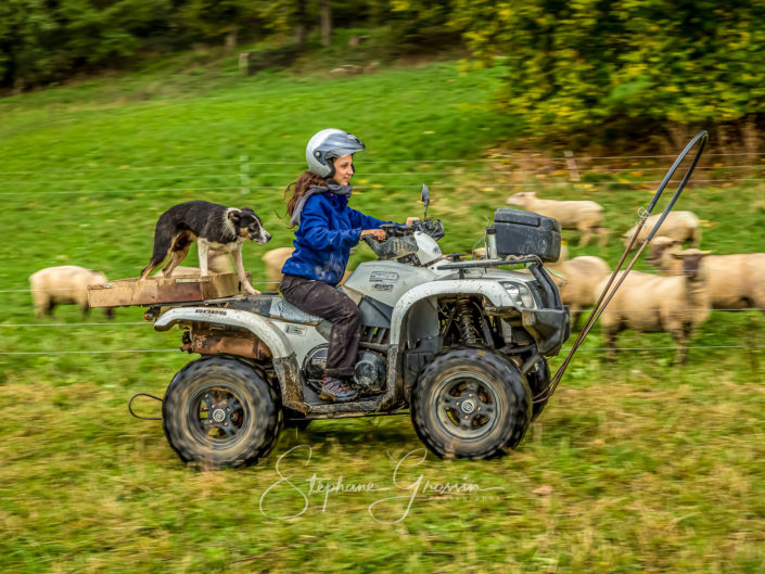 Reportage photo agricole sur l’activité d’un élevage ovin