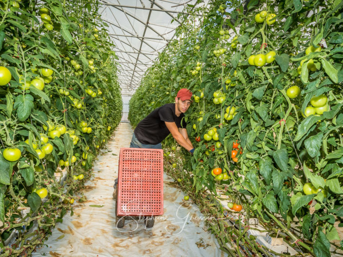 Reportage photo agricole de la récolte de tomates