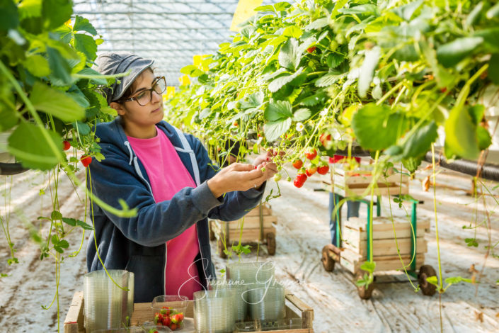 Reportage photo sur la cueillette des fraises