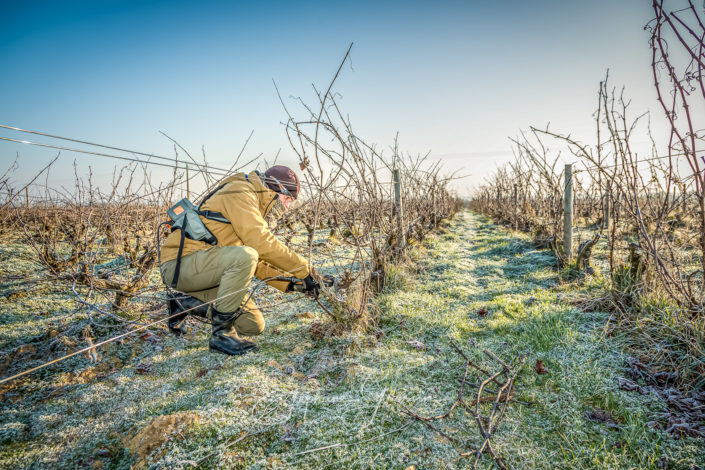 Photographies de la taille de la vigne