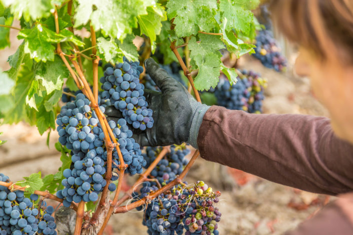 Photographies sur la viticulture et l’œnologie