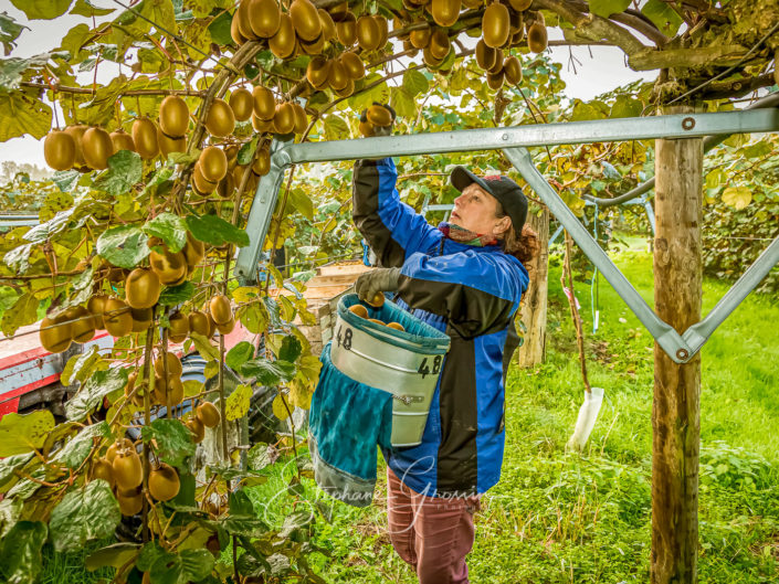 Photographies de la cueillette des kiwis
