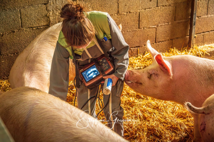 Reportage photo dans un élevage de porcs
