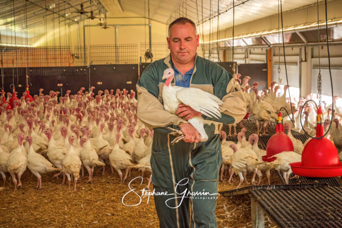 Photographe dans un élevage de dindes