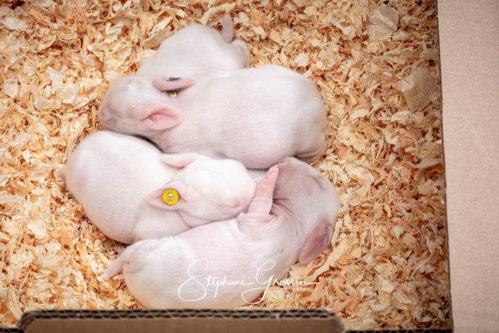 Photographies de lapins d’élevage