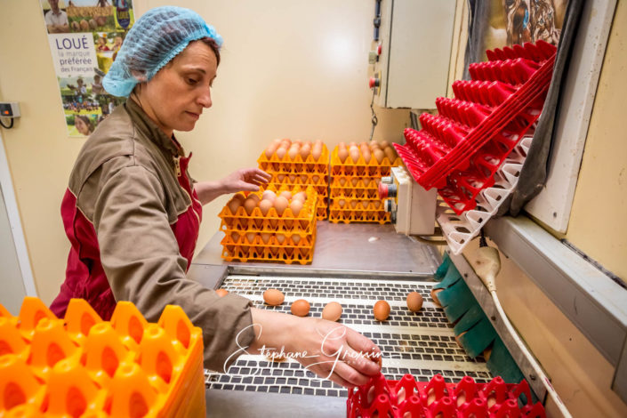 Ramassage des œufs de poules pondeuses