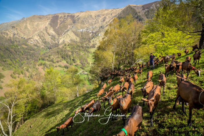 Reportage photo pastoralisme caprin