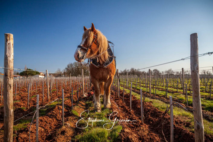 Photographies du travail équestre dans la vigne