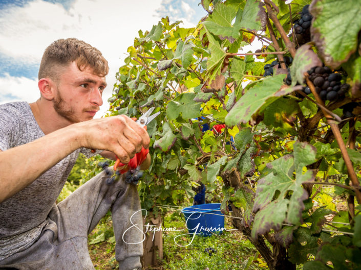 Photographe professionnel pour les vendanges en Champagne. Reportage photo sur les vendanges des vignes