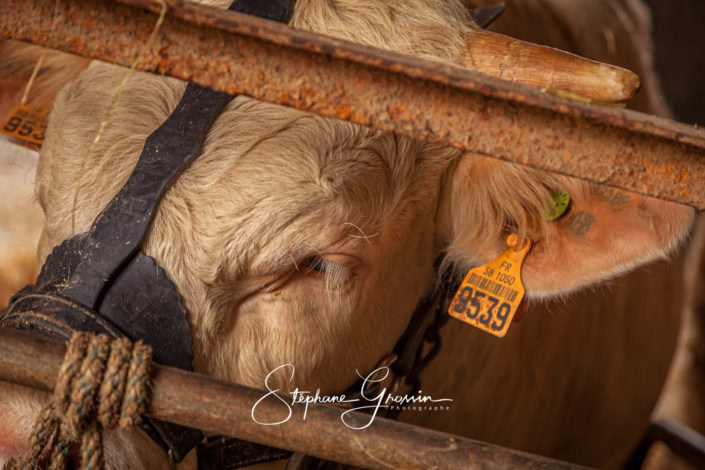 Reportage photo vache charolaise