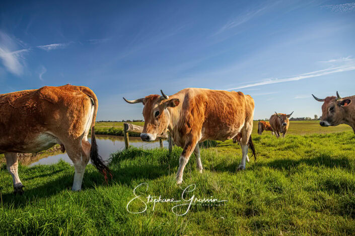 Reportage photo sur l’élevage de la vache maraîchine