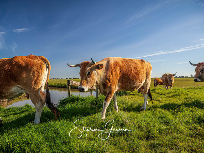 Reportage photo sur l’élevage de la vache maraîchine