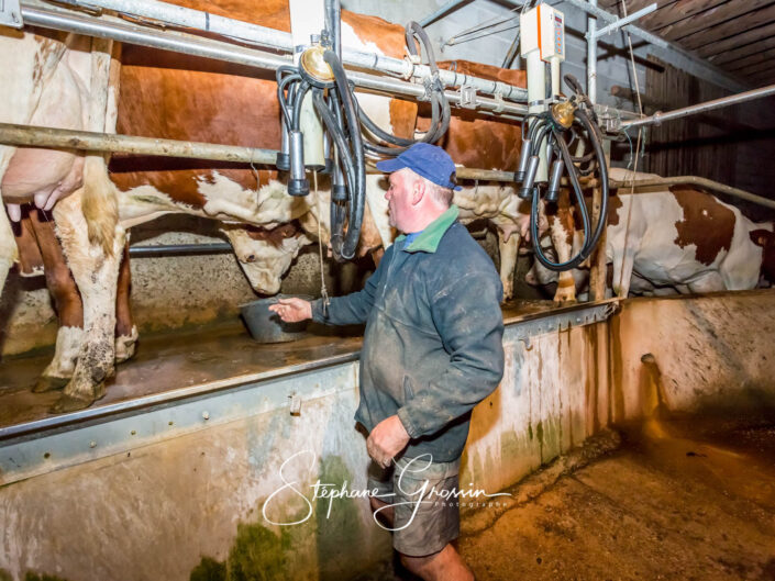Traite de montbéliardes dans le Doubs