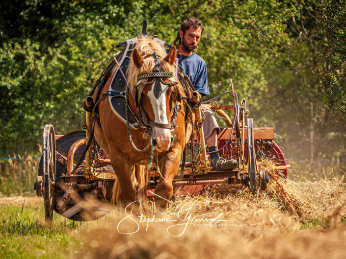 Reportage photo du foin en traction animale