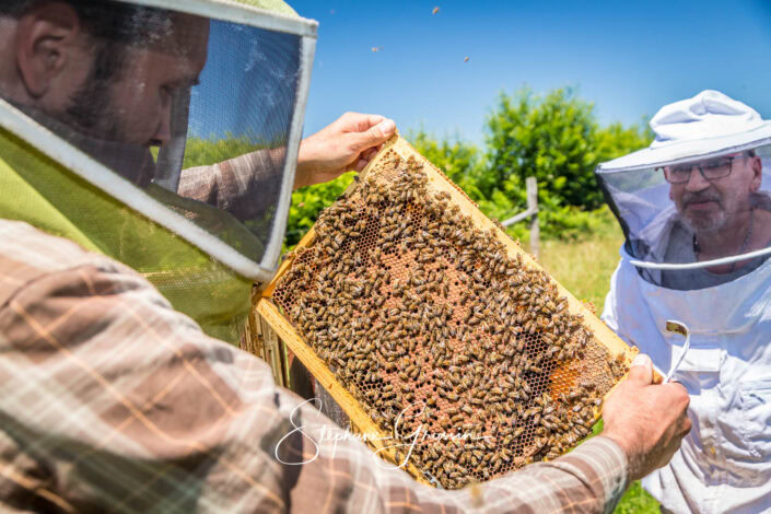 Reportage photo sur le travail d’un apiculteur