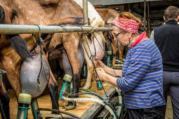 Traite des chèvres dans les Pyrénées