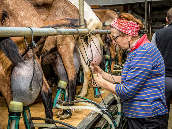 Traite des chèvres dans les Pyrénées
