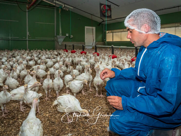 Reportage photo sur une visite vétérinaire dans un élevage de dindes pour le développement et le respect des bonnes pratiques d’élevage
