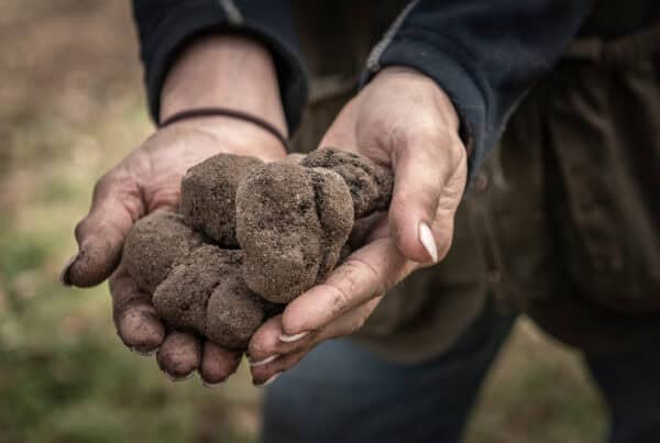 Person holding a handful of truffles outdoors.