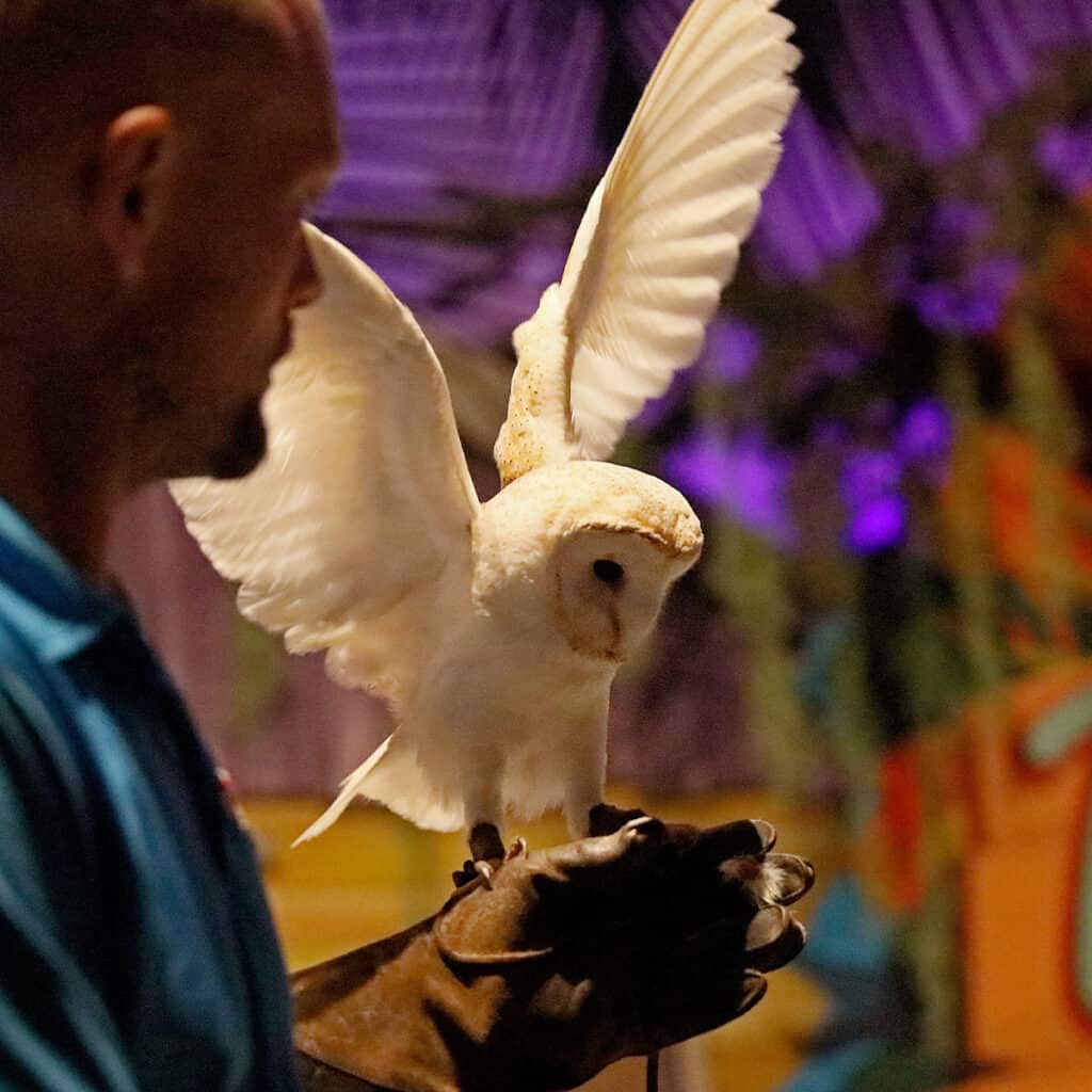 Man handling a white owl