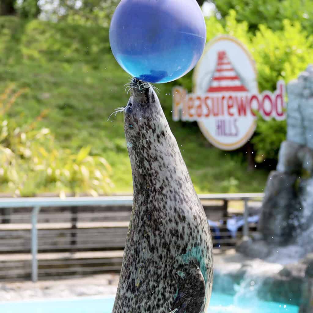 Seal in training jumping from a pool and touching a ball