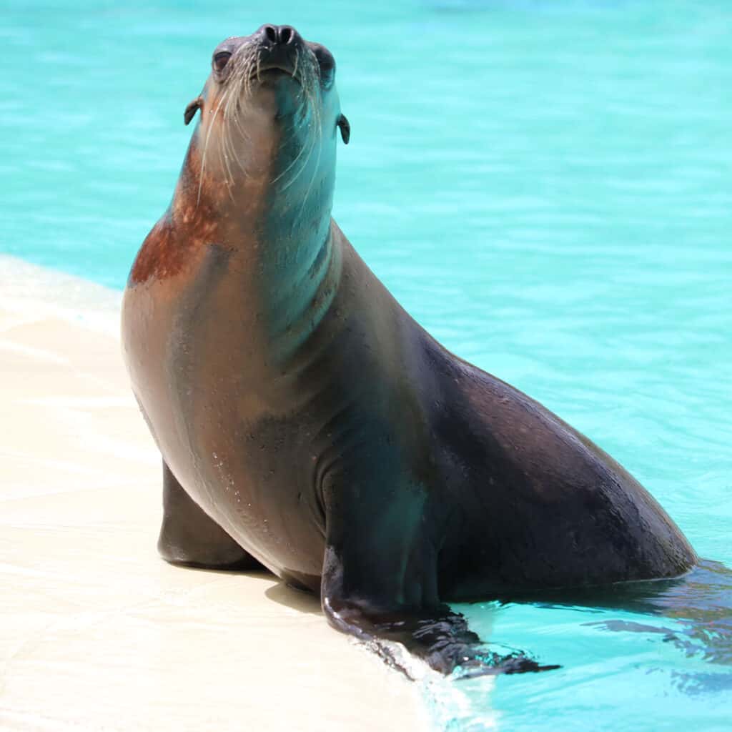 Sea lion on the edge of a pool