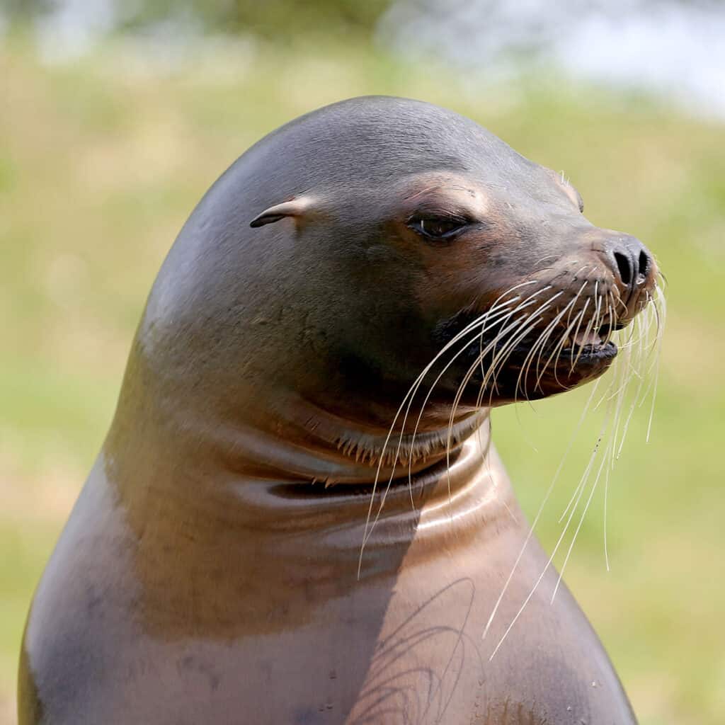 Sea lion up close