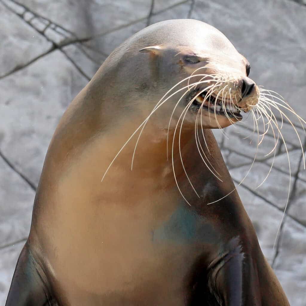 Sea Lion smiling