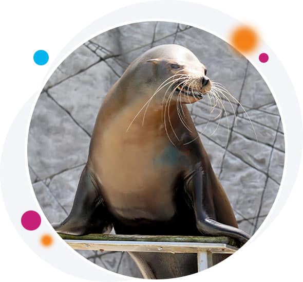 sea lion