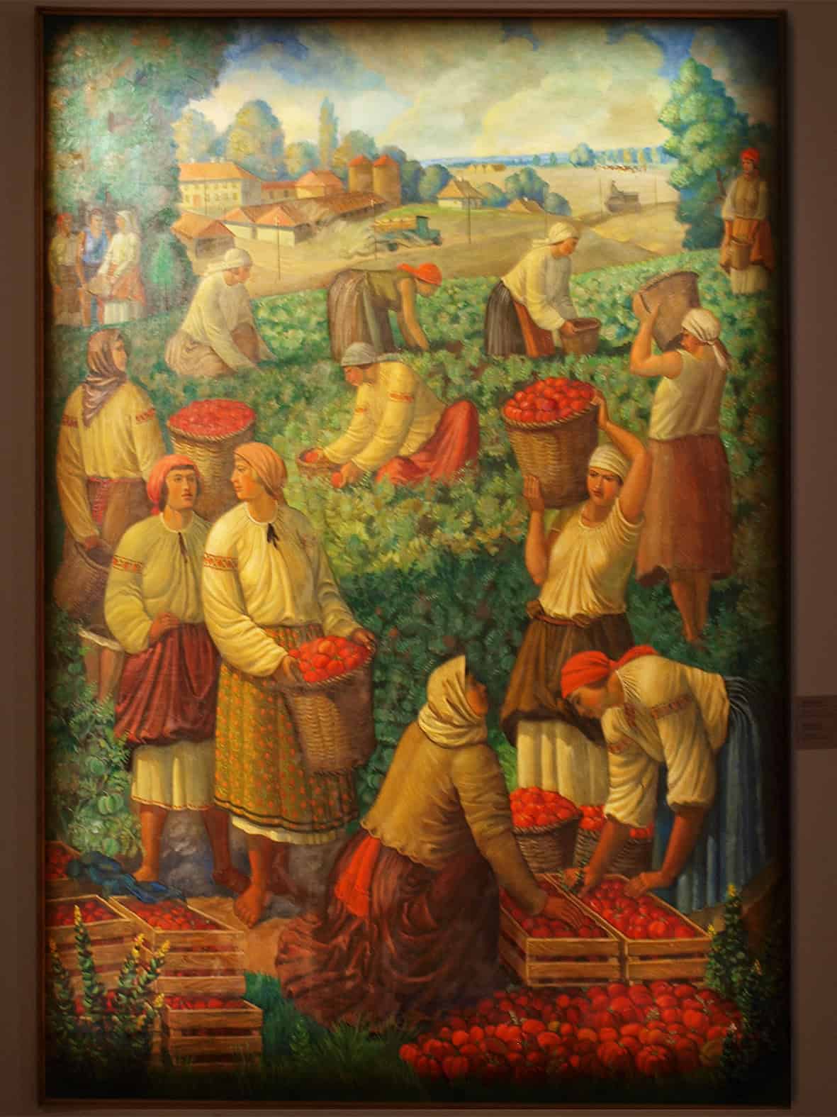 Малюнок українських селян, що збирають помідори на городі.