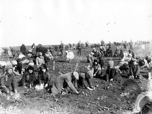 Люди під час Голодомору 1932–1933 року збирають урожай на полі.