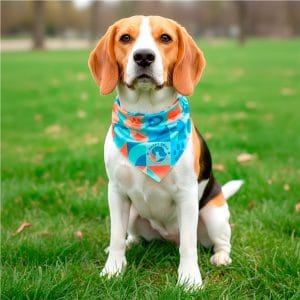 Pre-Printed Sample Hoppla Tyson Small Polyester Dog Bandana lifestyleImagesWithLogos