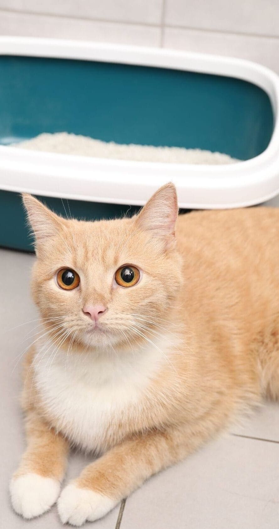 Clean orange and white cat sitting in front of a modern litter box with eco-friendly cat litter.
