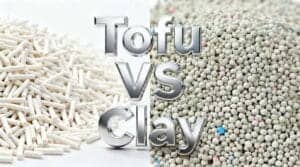Split image comparing the texture and cleanliness of tofu cat litter vs clay for 2025 pet market trends.