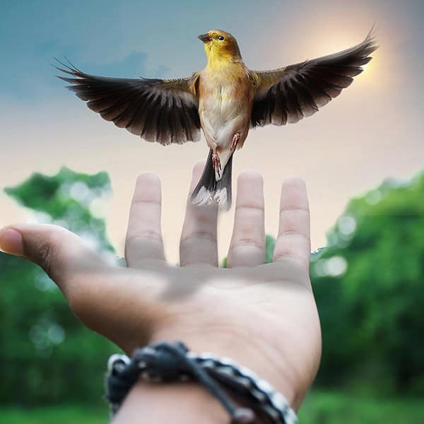 Bird in flight landing on a person's hand in a natural outdoor setting.