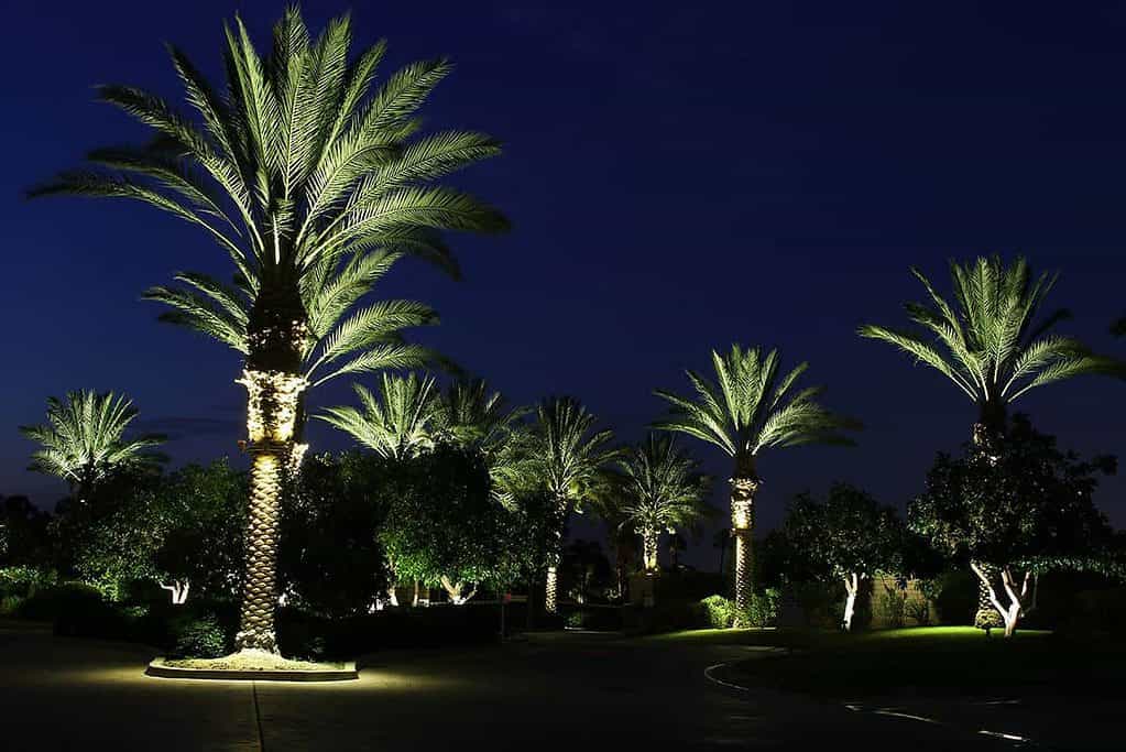 palm tree light ring