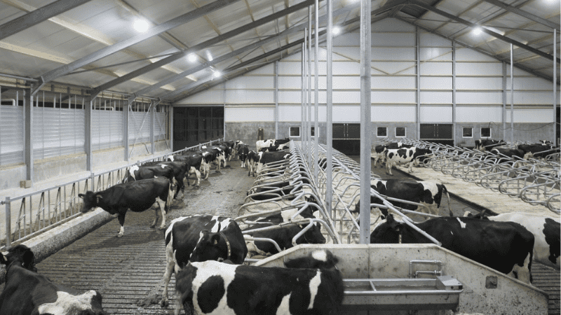 Barn Ceiling Lights