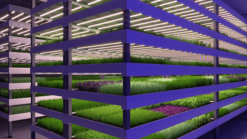 As discussed above, due to higher CRI, CoB light intensity is perfect for indoor farming and greenhouse.
