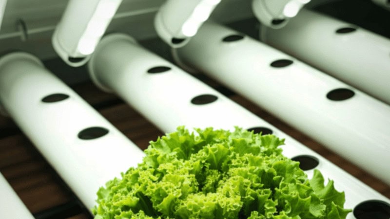 effective LED grow lights