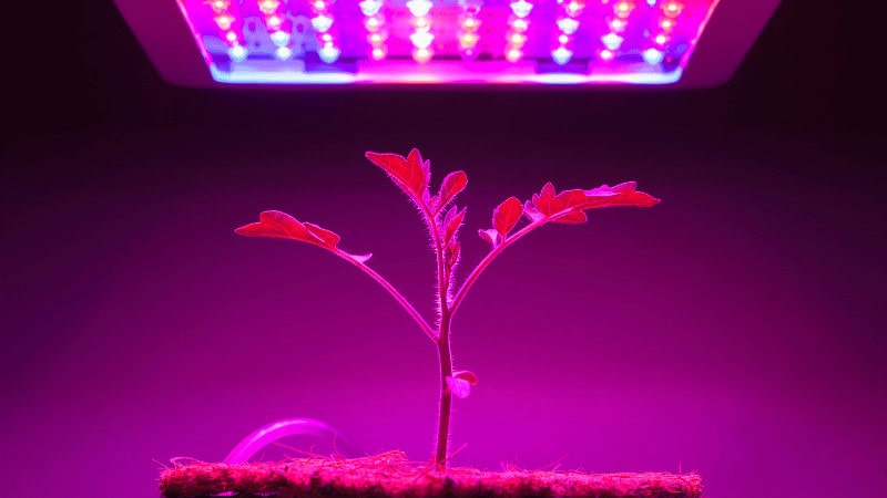 LED grow lights