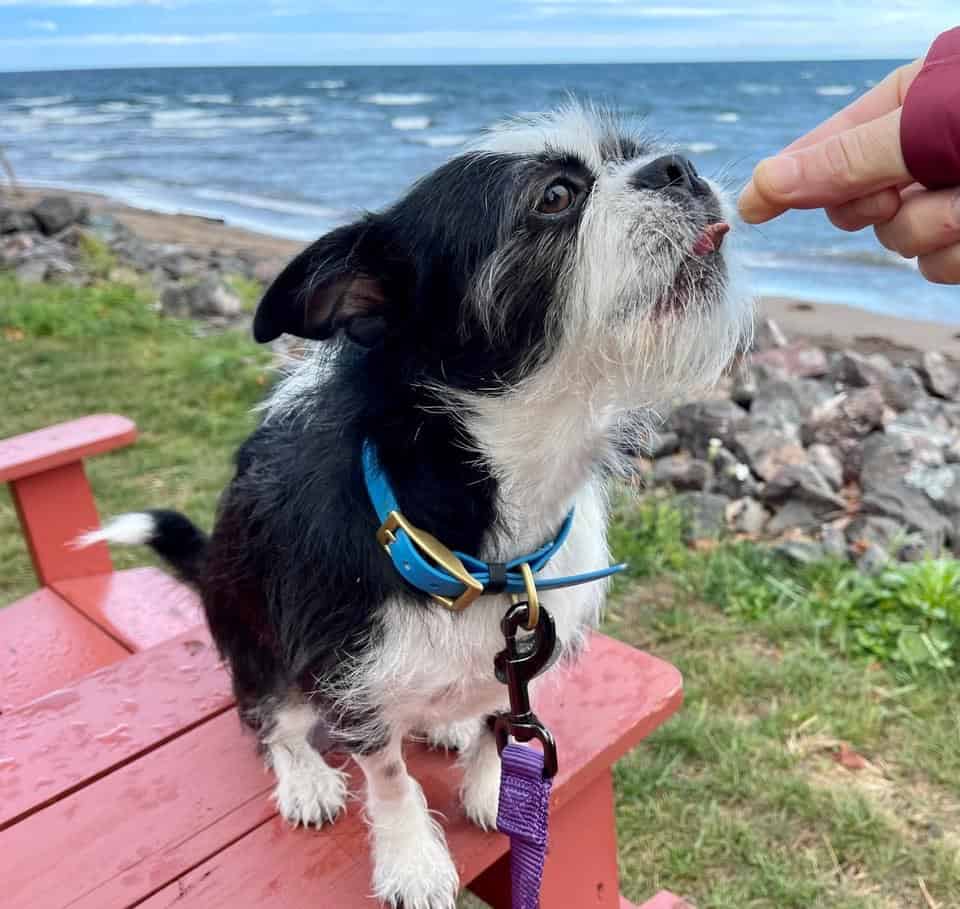 An adopted black and white dog is being fed by a person on a red bench.