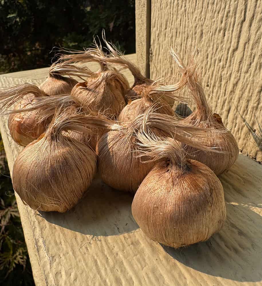 Saffron Bulbs – Pre-order for 2026 (10 bulbs) - Image 2