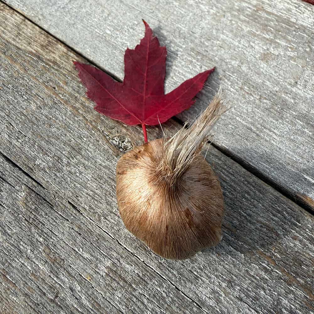 Saffron Bulbs – Pre-order for 2026 (10 bulbs)