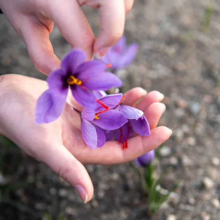 Saffron Petals (4 oz) - Image 2