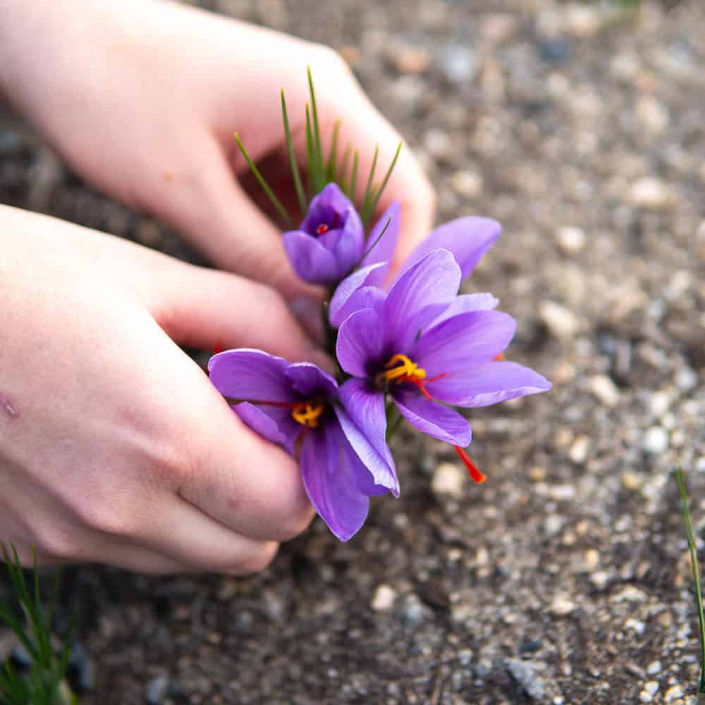 Saffron Petals (4 oz) - Image 3