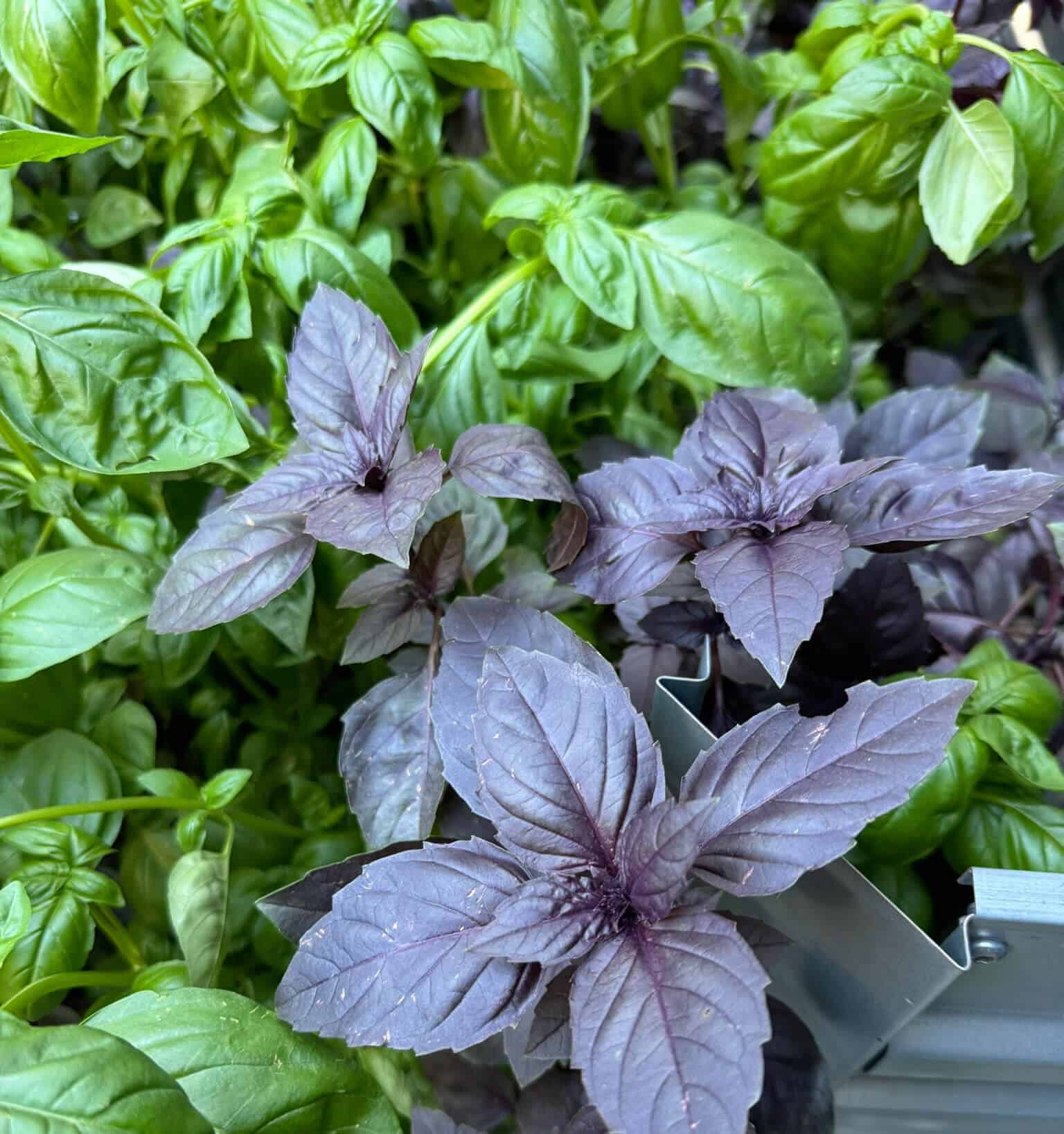 Top Ten Basil Recipes