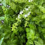 Tips for Cooking with Basil