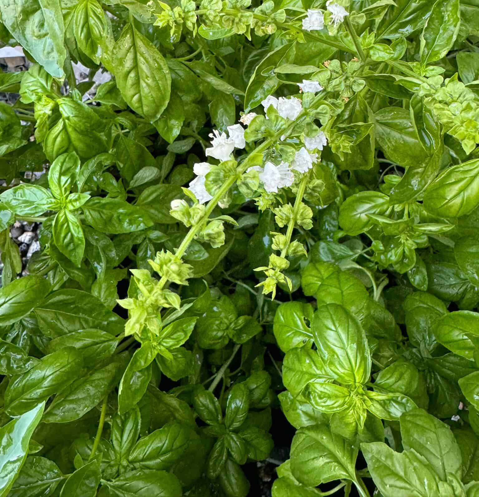 Tips for Cooking with Basil