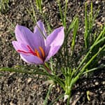 Why is Saffron So Expensive